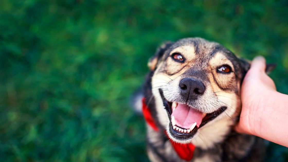 Animals and Mental Health